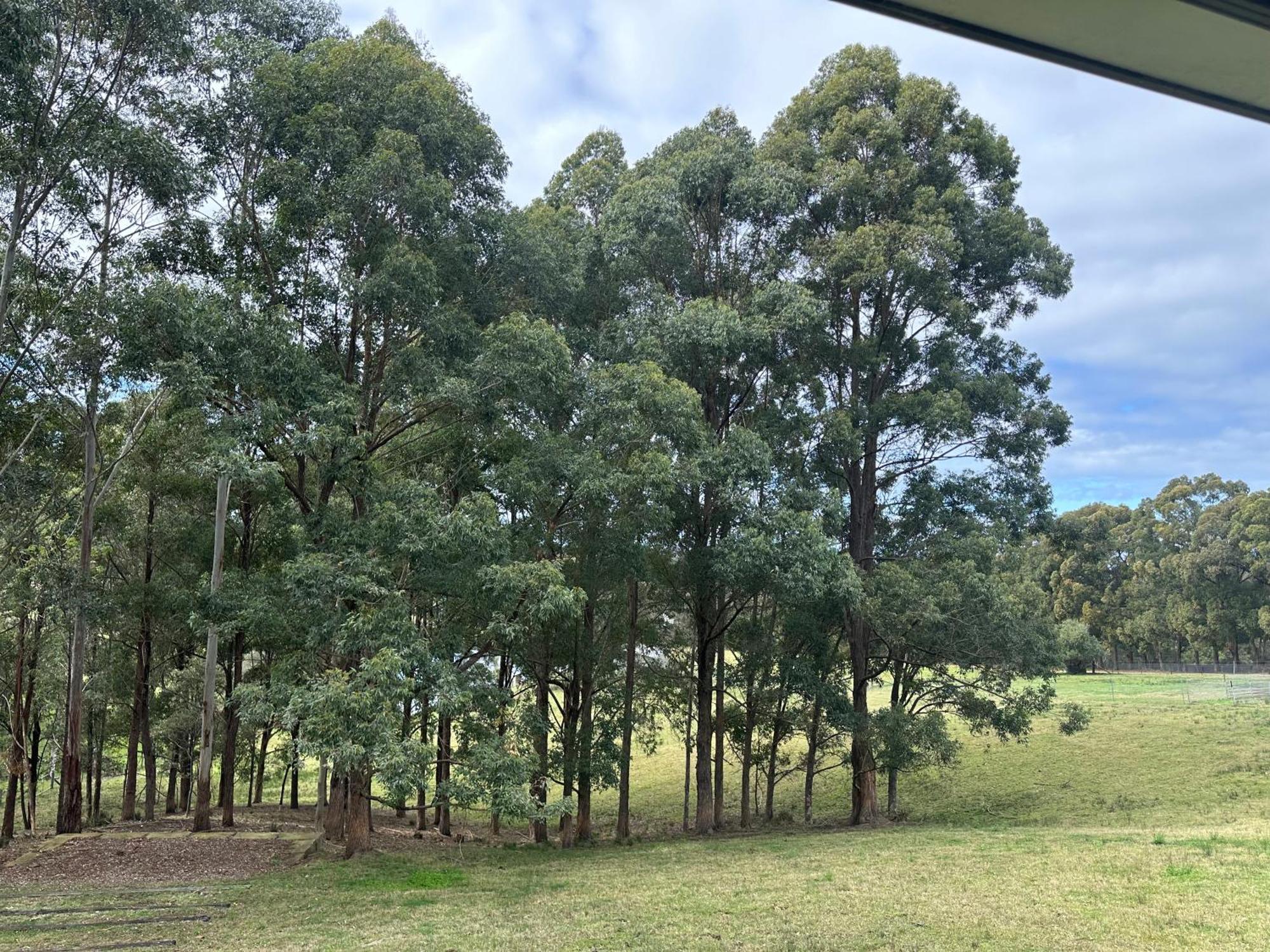 Blueberry Hills On Comleroy Farmstay - Self-Contained Cottages Kurrajong Extérieur photo