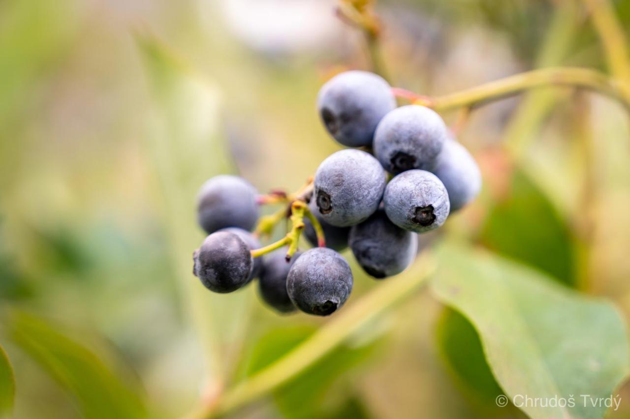 Blueberry Hills On Comleroy Farmstay - Self-Contained Cottages Kurrajong Extérieur photo