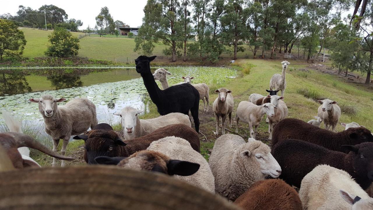 Blueberry Hills On Comleroy Farmstay - Self-Contained Cottages Kurrajong Extérieur photo
